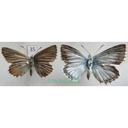 Polyommatus coridon (Poda, 1761) pair Poland35